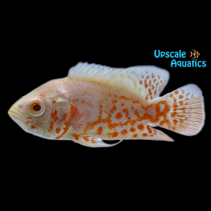 Albino Tiger Oscar (Astronotus ocellatus)