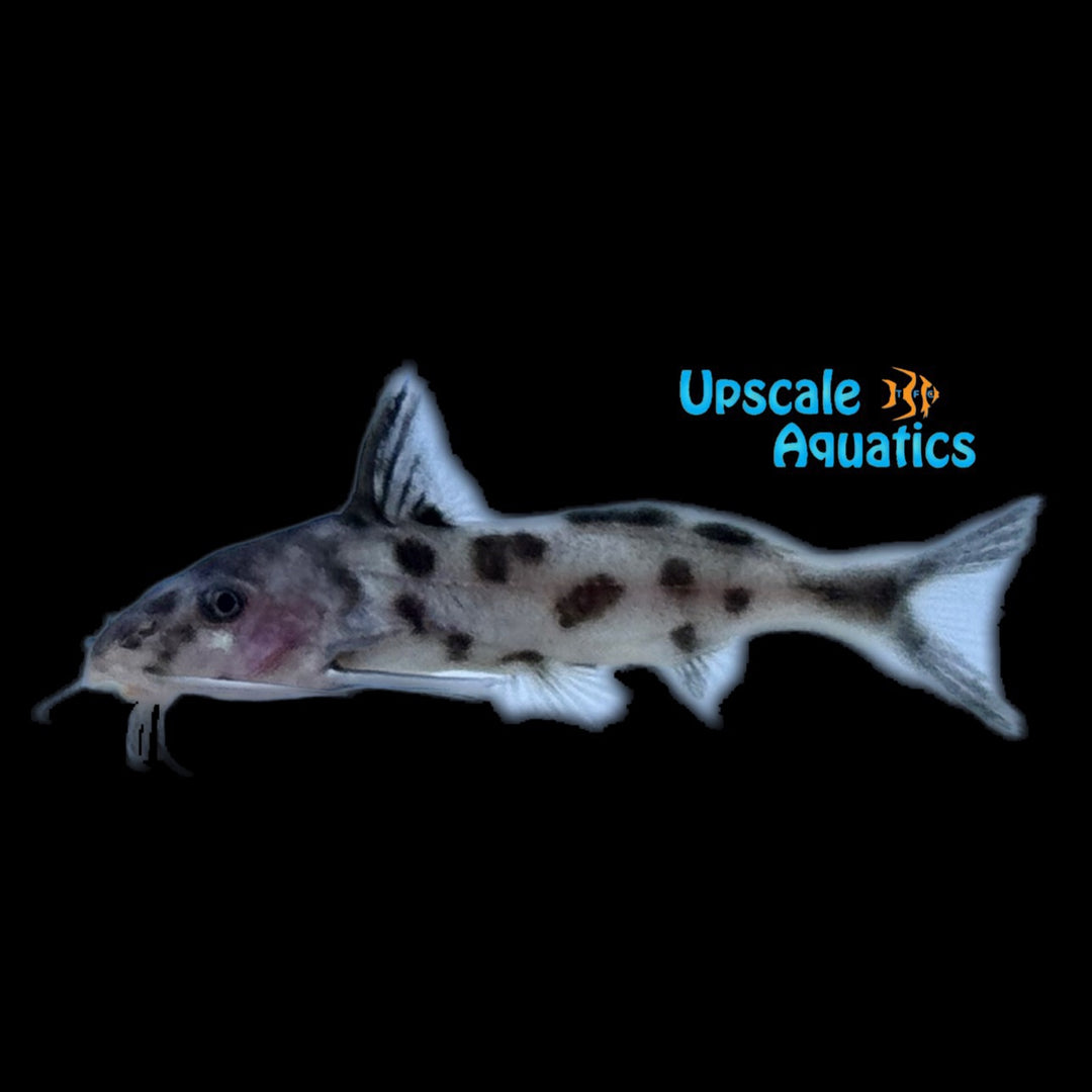 Fish Polli White Synodontis Polli – Upscale Aquatics