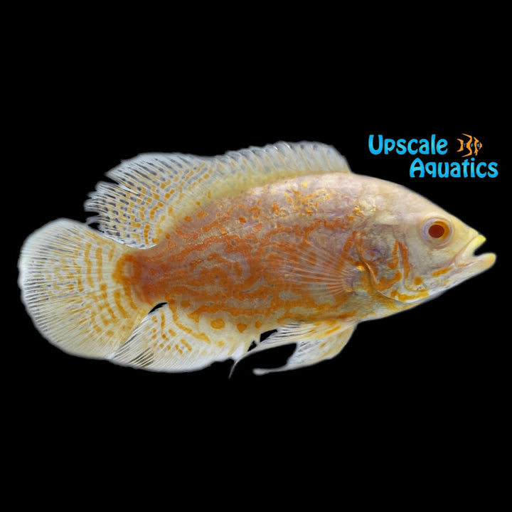 Albino Tiger Oscar (Astronotus ocellatus)