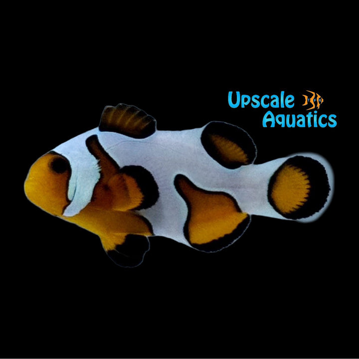 MochaVinci Extreme Clownfish (Amphiprion ocellaris)