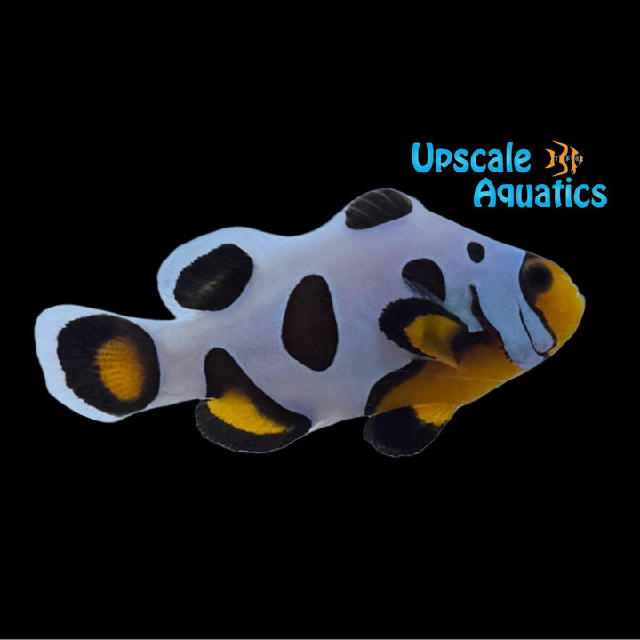 MochaVinci Extreme Clownfish (Amphiprion ocellaris)