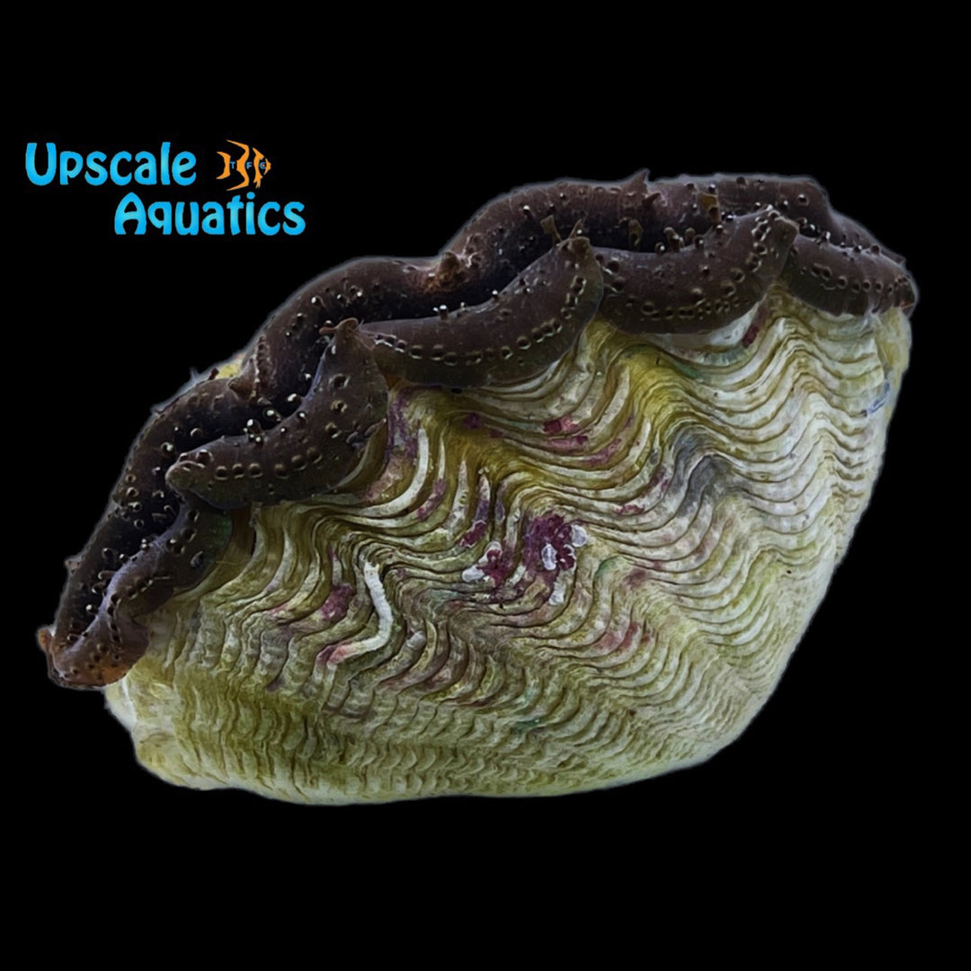 Crocea Clam - Aquacultured (Tridacna crocea)