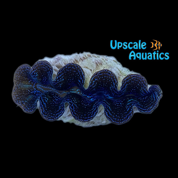 Crocea Clam - Aquacultured (Tridacna crocea)