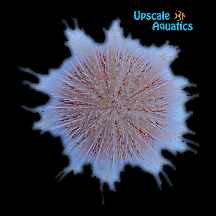 Pink Sea Urchin (Salmacis sp.)