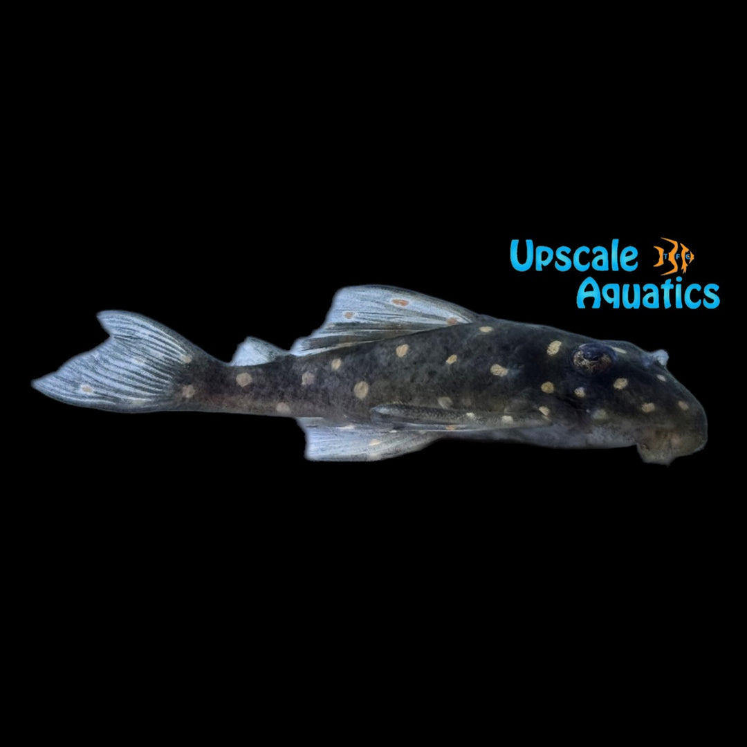 Dwarf Snowball Pleco L471 (Hypancistrus sp. L471)