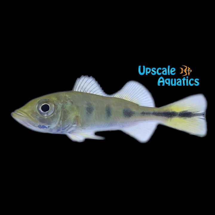 Monoculus Peacock Bass (Cichla monoculus)