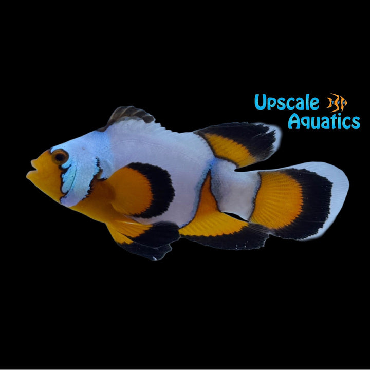Longfin Black Ice Clownfish (Amphiprion ocellaris)