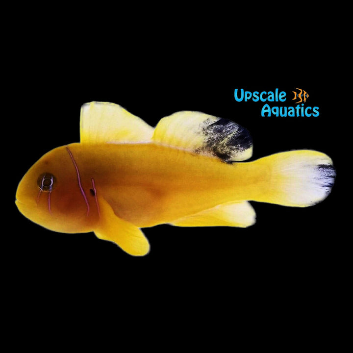 Aberrant Citron Clown Goby (Gobiodon citrinus)