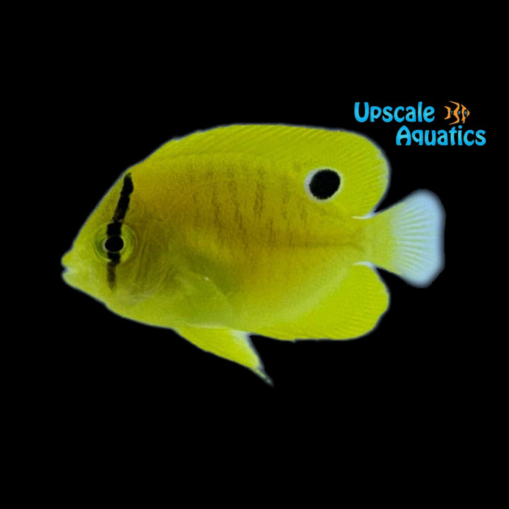 Flagfin Angelfish - Juvenile (Apolemichthys trimaculatus)