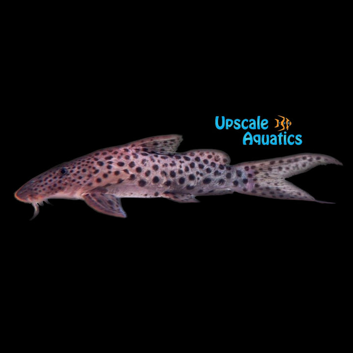 Eyespot Synodontis (Synodontis longirostris)