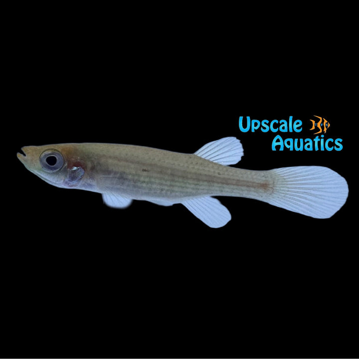 Lined Topminnow Killifish (Fundulus lineolatus)