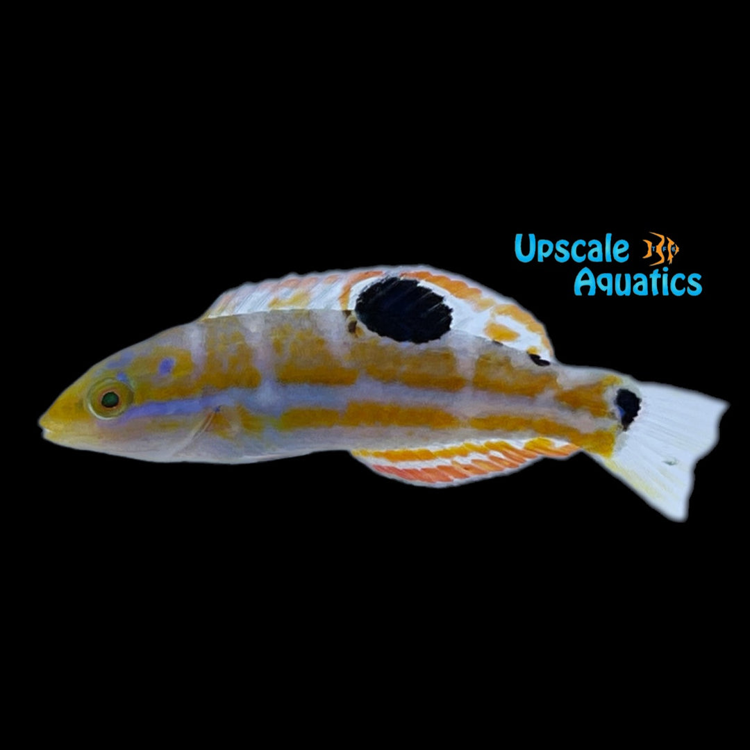 Puddingwife Wrasse (Halichoeres radiatus)