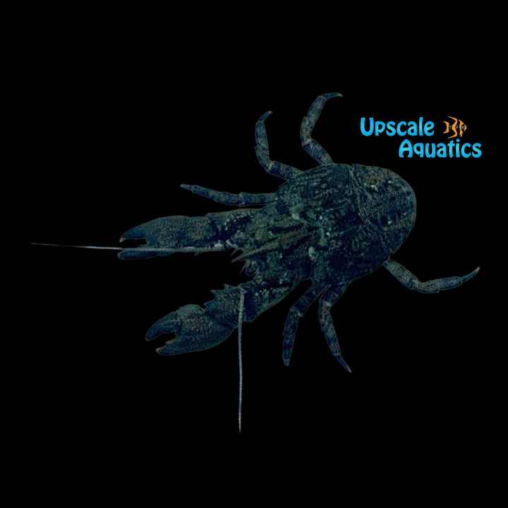 Freshwater Squat Lobster (Aeglas patensis)