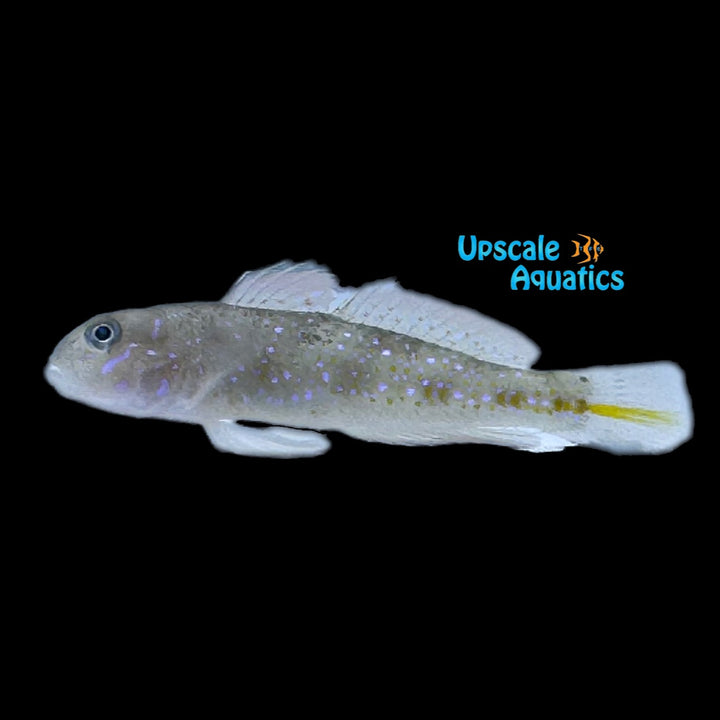 Spinecheek Goby (Oplopomus oplopomus)