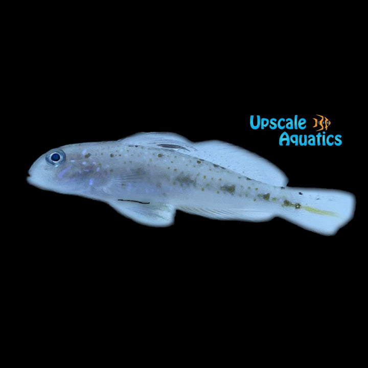 Spinecheek Goby (Oplopomus oplopomus)