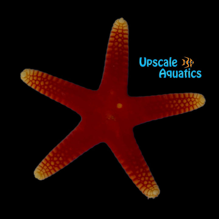 Yellowtip Red Fromia Starfish (Fromia pacifica)