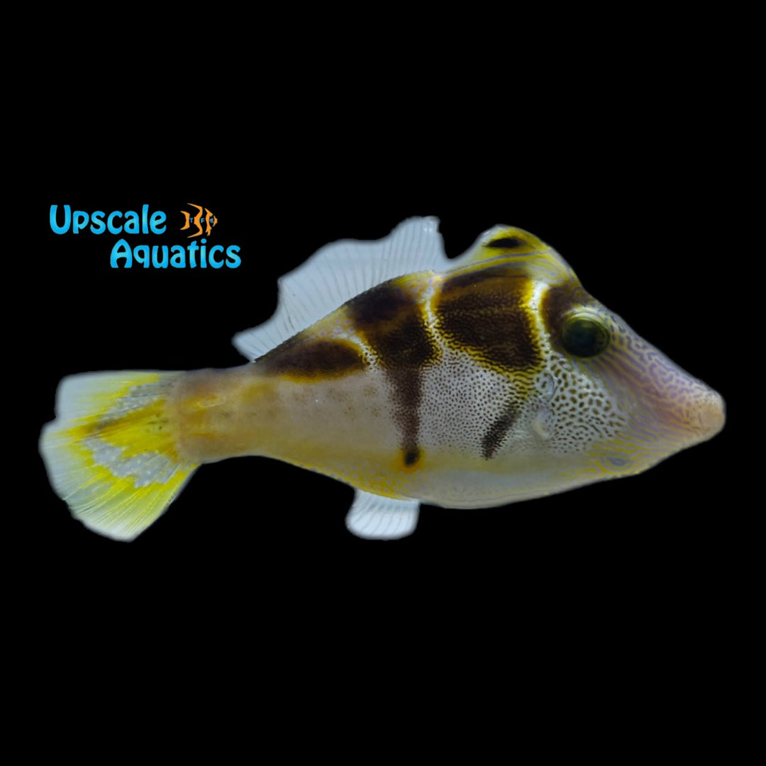 Mimic Saddle Puffer Filefish (Paraluterus prionurus)