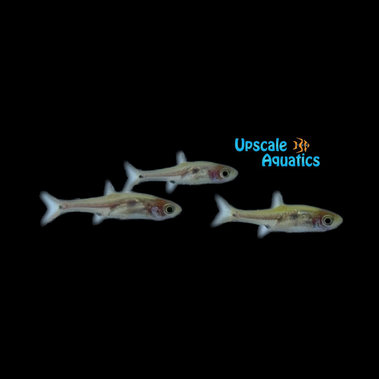 Strawberry Rasbora (Boraras naevus) – Upscale Aquatics