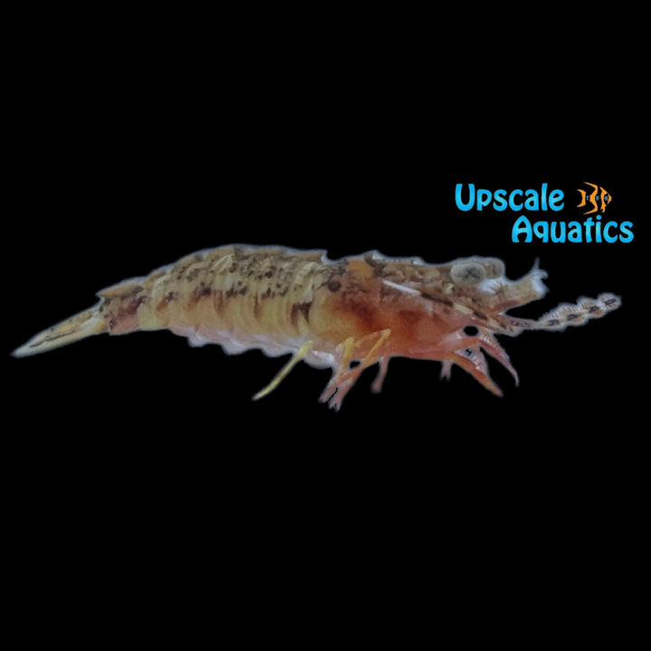 Caribbean Fu Manchu Shrimp (Sicyonia brevirostris)