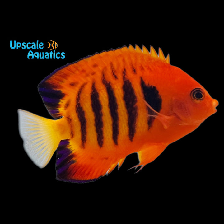 Flame Angelfish (Centropyge loricula)