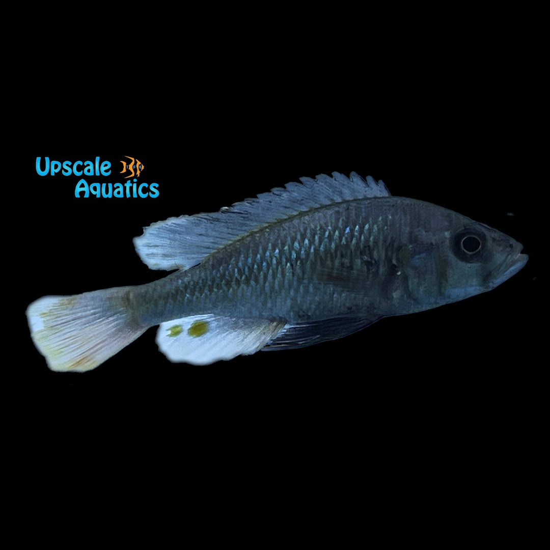 Pitch Black Fulu Hap (Haplochromis piceatus)