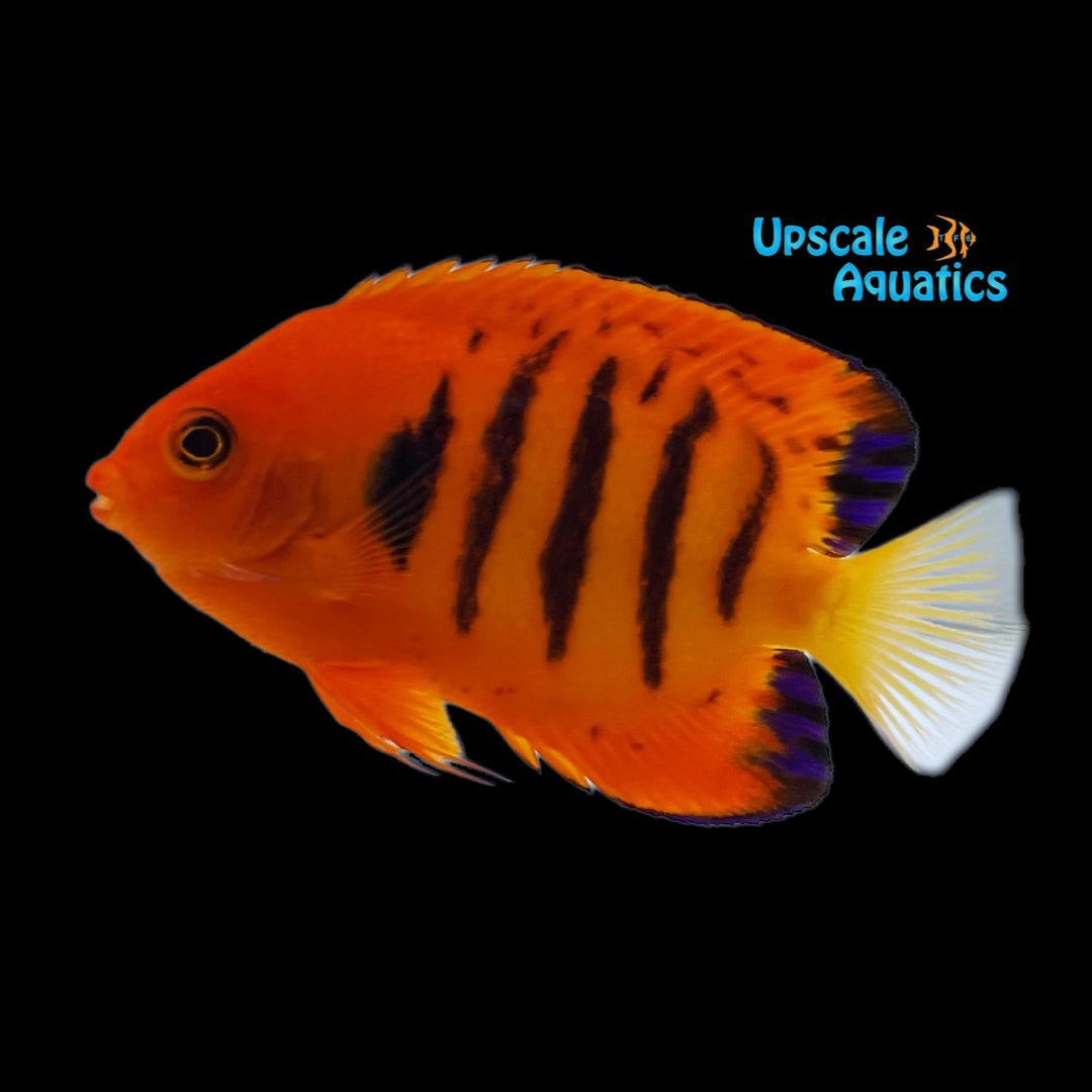 Flame Angelfish (Centropyge loricula)