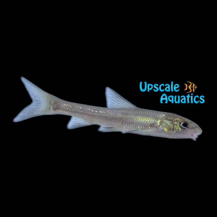 Catfish Barb (Coreius heterodon)