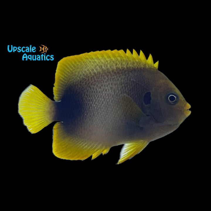 West African Angelfish - Adult (Holacanthus africanus)
