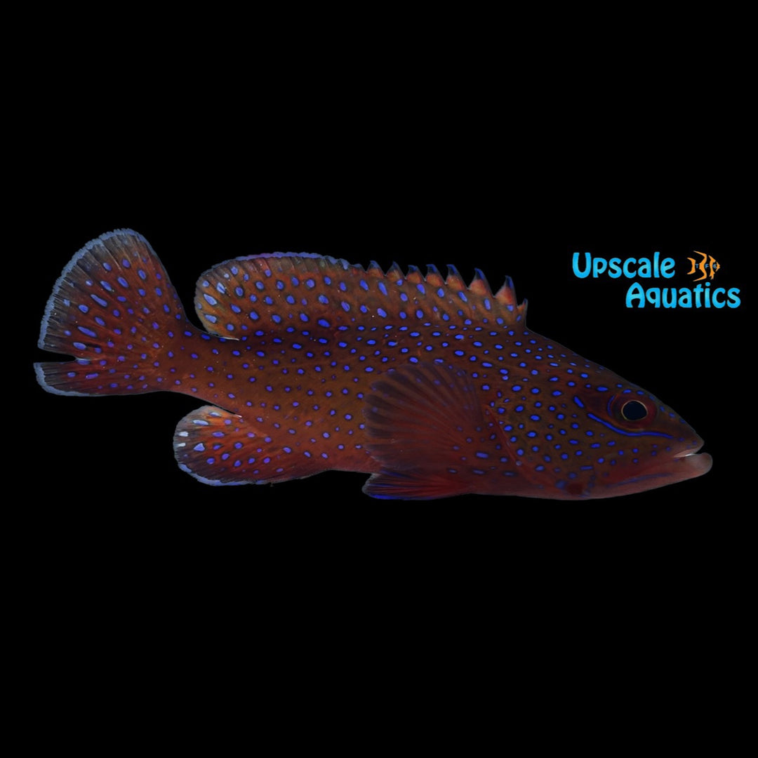 African Bluespotted Grouper (Cephalopholis taeniops)
