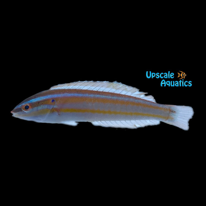 Atlantic Rainbow Coris Wrasse (Coris atlantica)