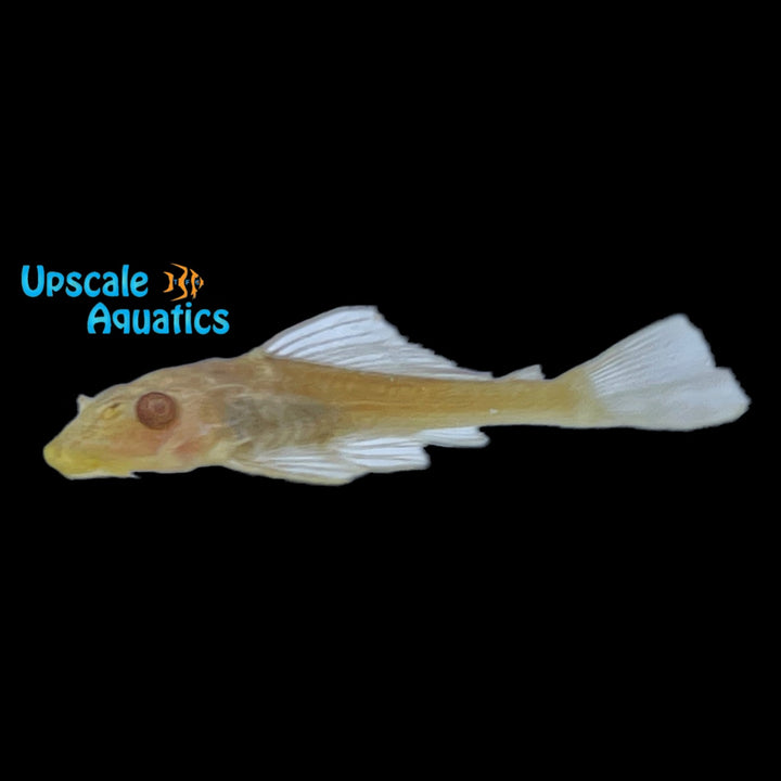 Albino Chocolate Pleco (Hypostomus sp.)