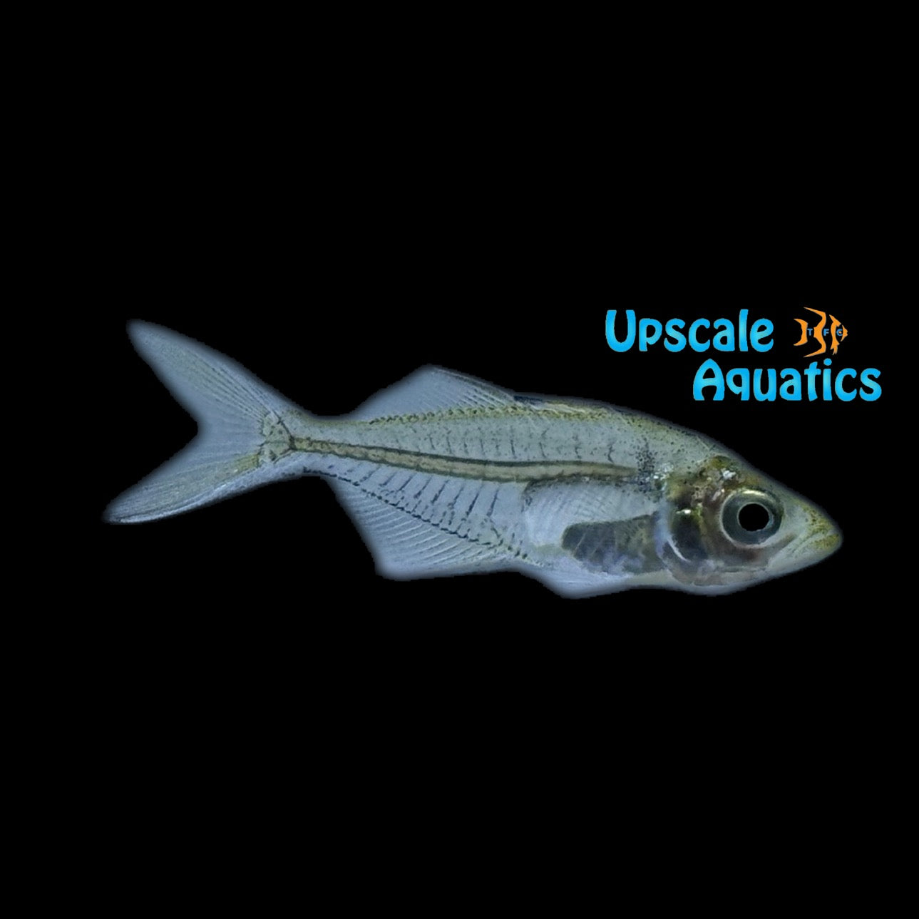 Elongate Glassfish (Chanda nama) – Upscale Aquatics