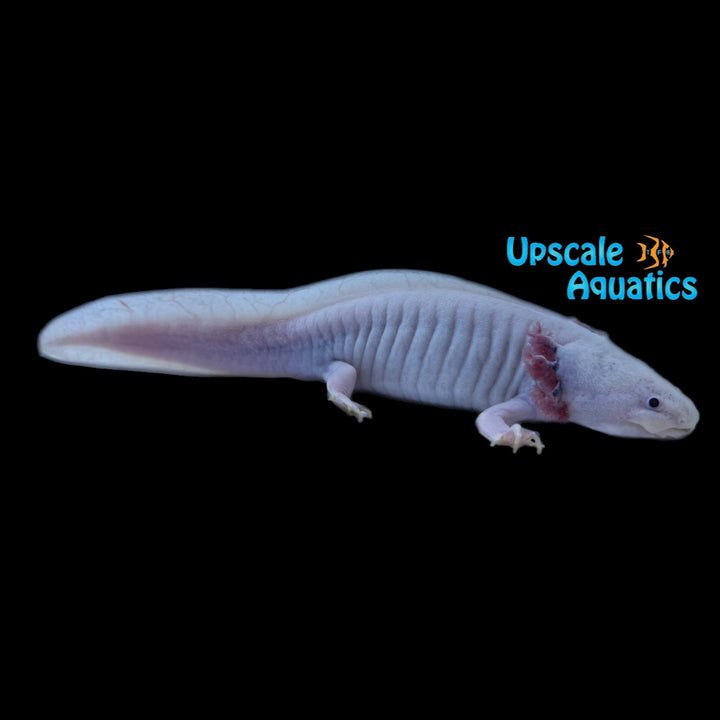 Blue Gill Leucistic Axolotl (Ambystoma mexicanum)