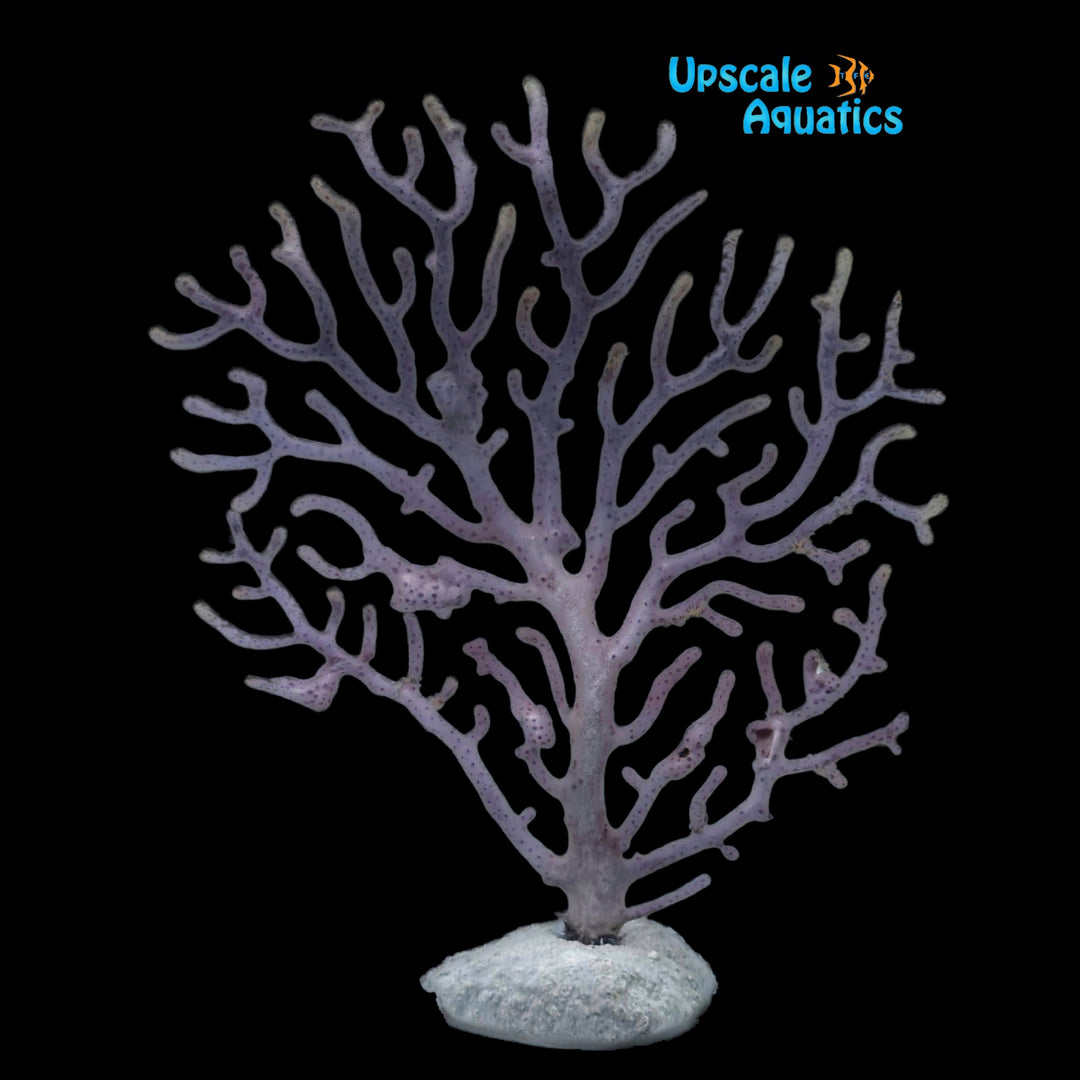 Blue Anthogorgia Sea Fan - Aquacultured (Anthogorgia sp.)
