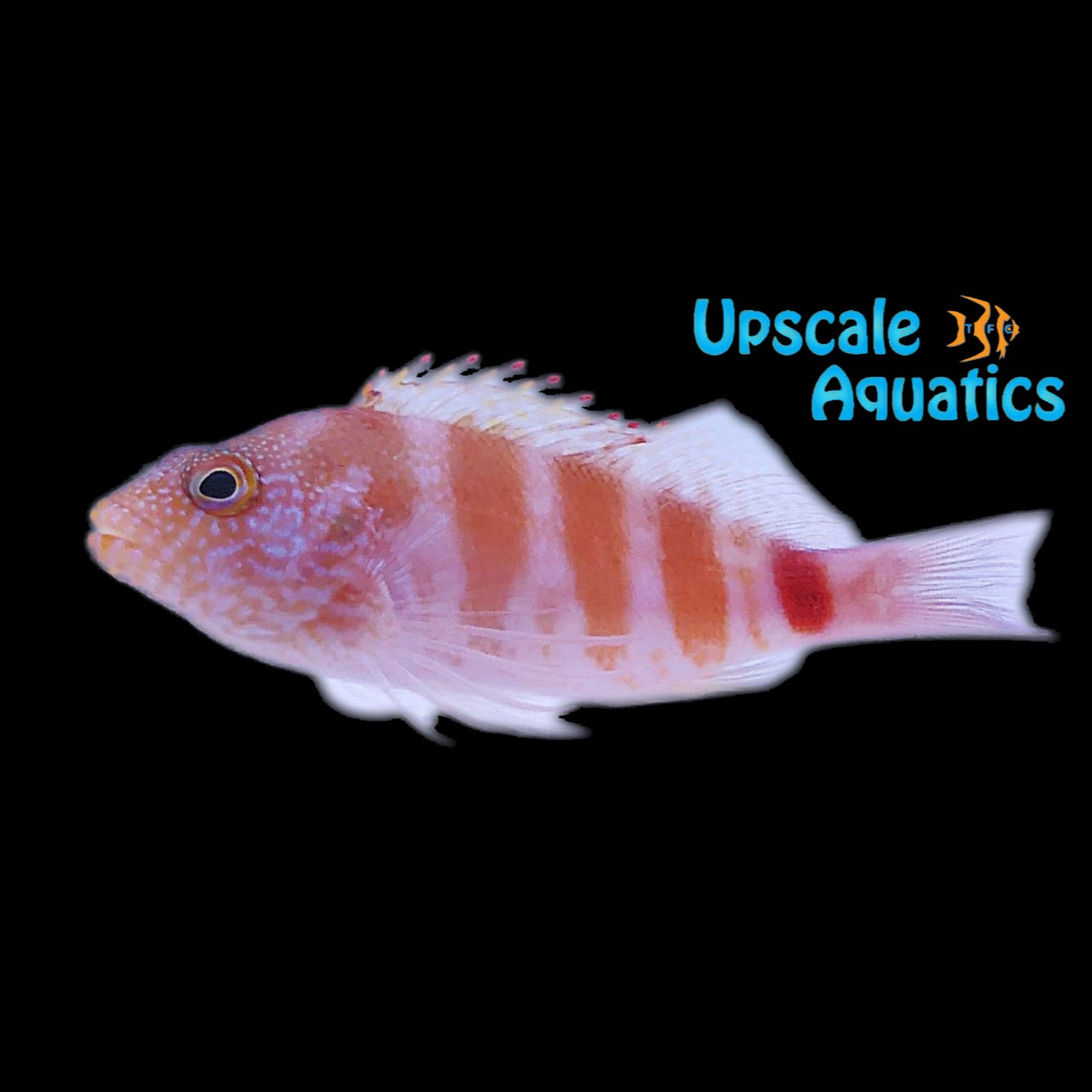Blood Red Hawkfish (Cirrhitops fasciatus) – Upscale Aquatics