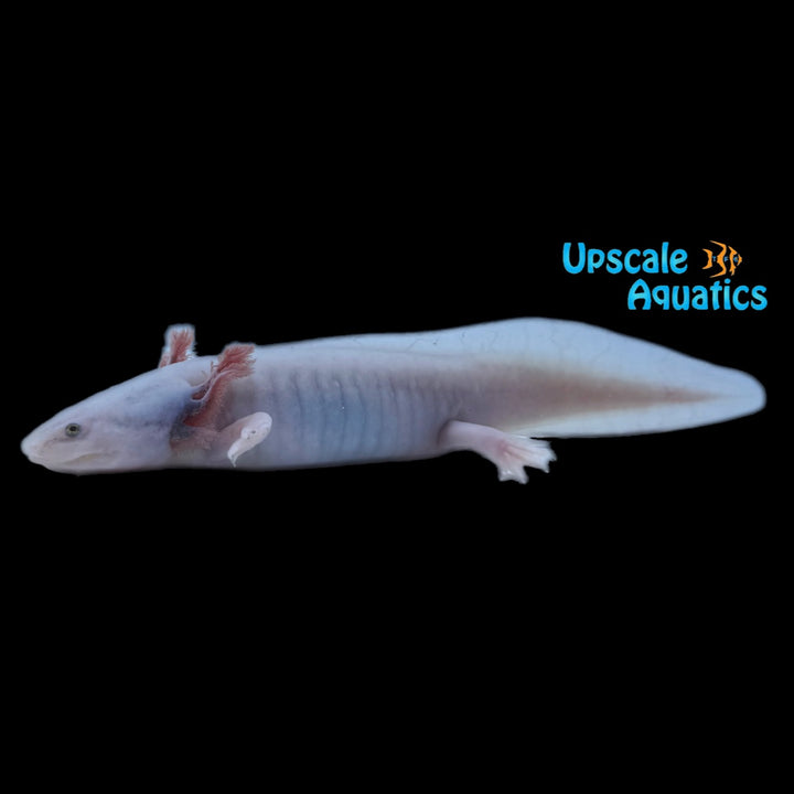 Blue Gill Leucistic Axolotl (Ambystoma mexicanum)