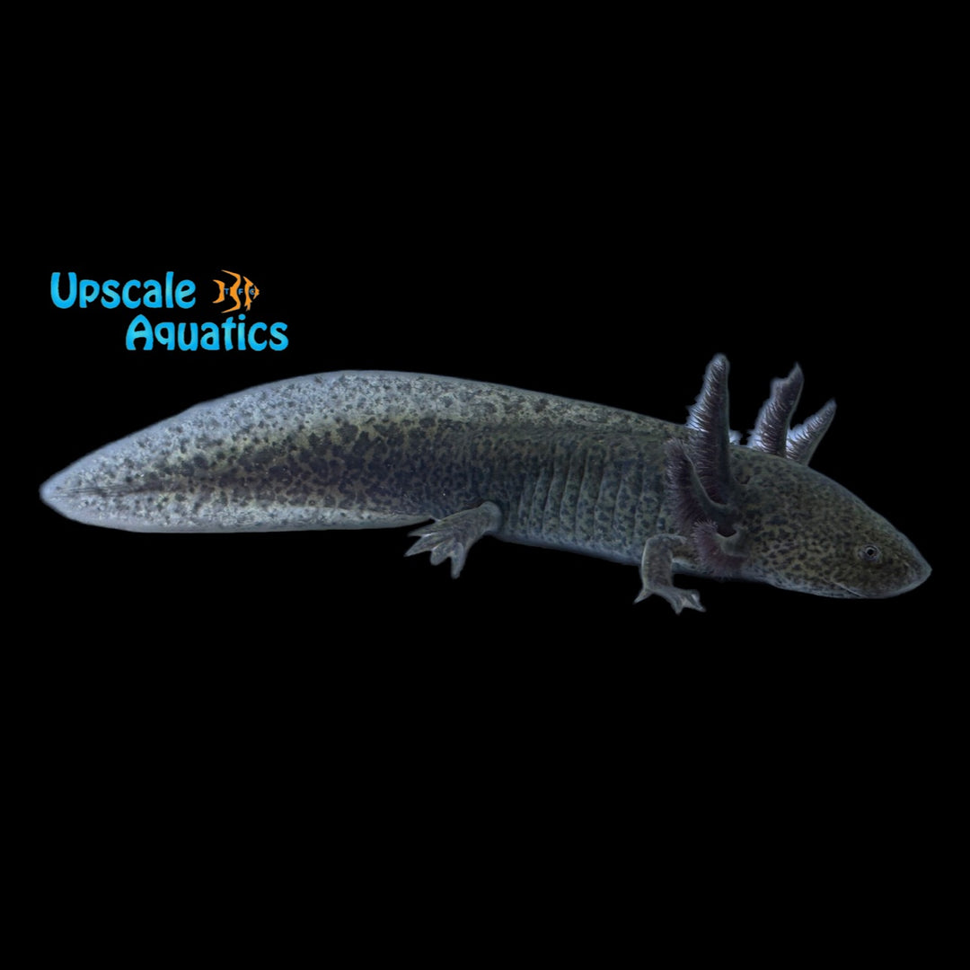 Wild Type Axolotl (Ambystoma mexicanum)