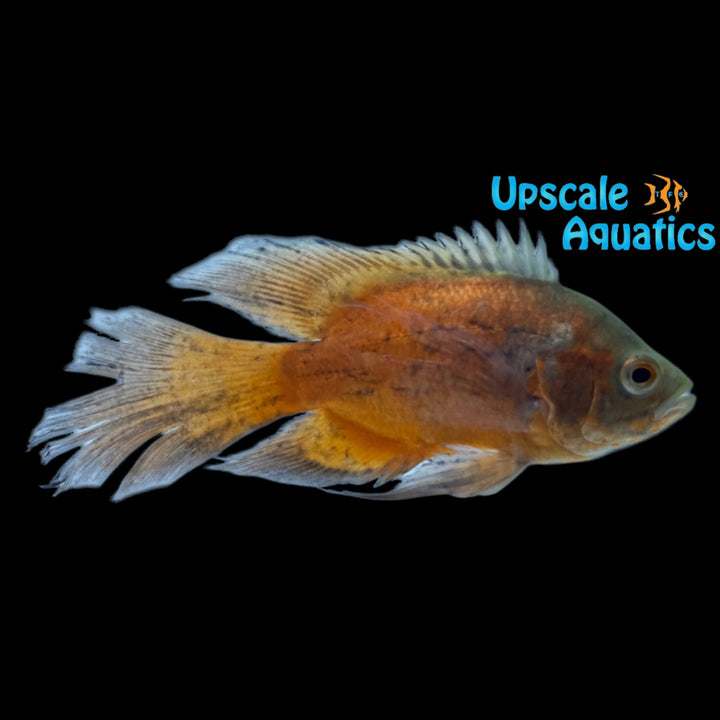 Longfin Red Oscar (Astronotus ocellatus)