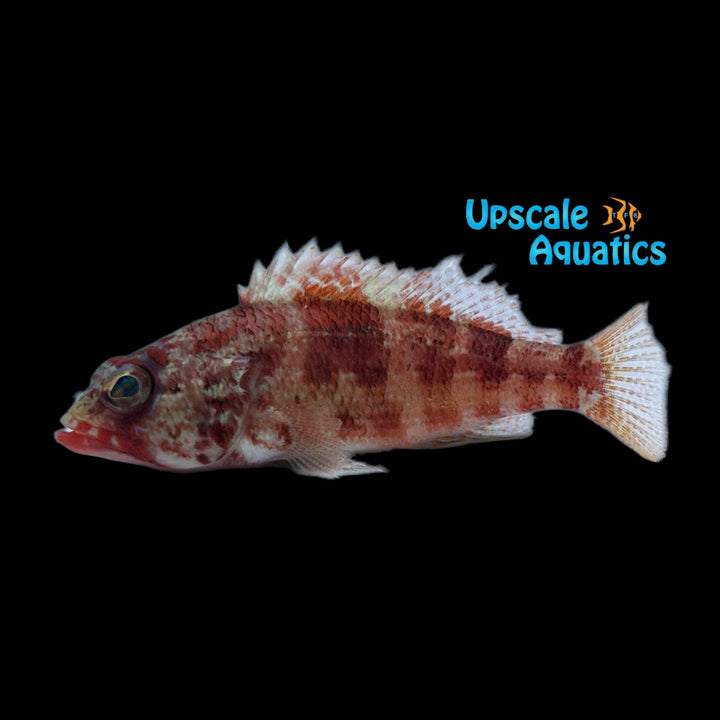 West African Peppermint Basslet (Serranus pulcher)