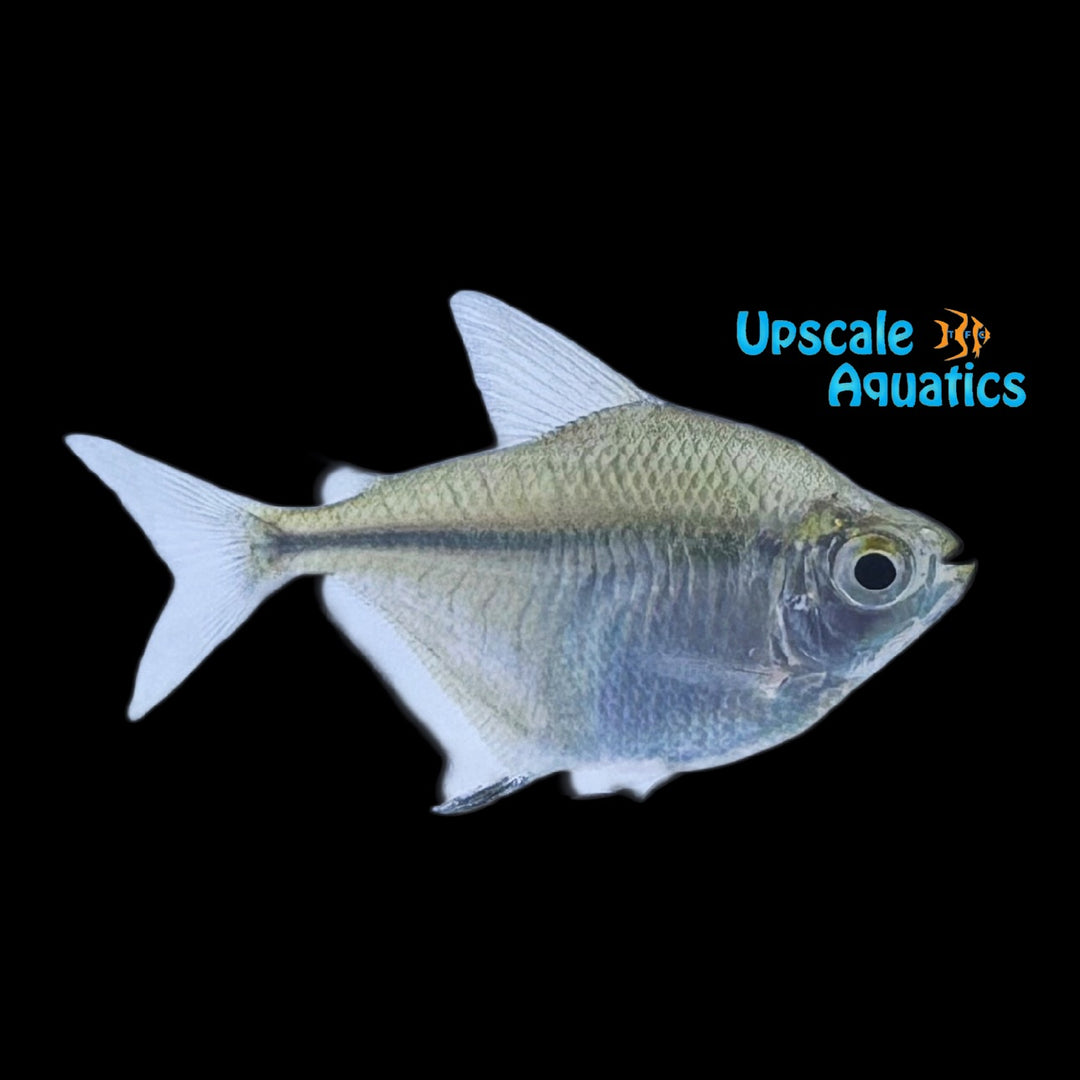 Blackfin Disc Tetra (Poptella longipinnis)