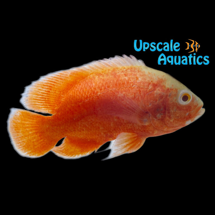 Albino Super Red Oscar (Astronotus ocellatus)