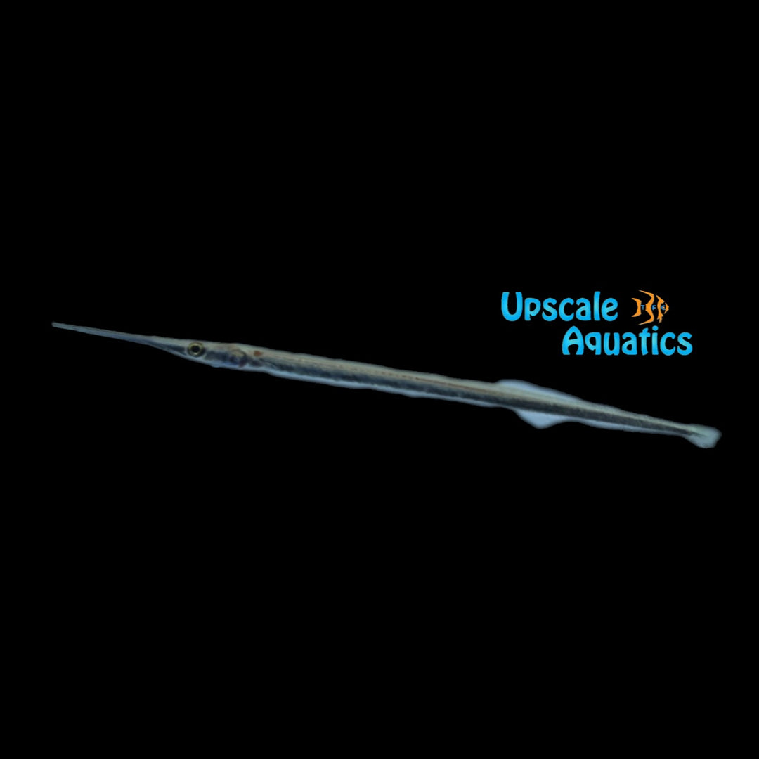 South American Needlefish (Potamorrhaphis guianensis)