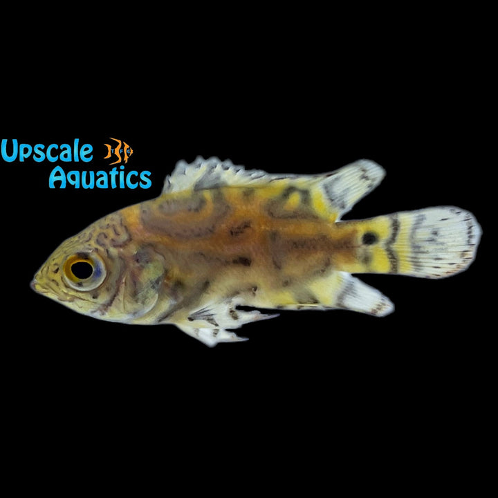 Mikolji's Oscar (Astronotus mikoljii)