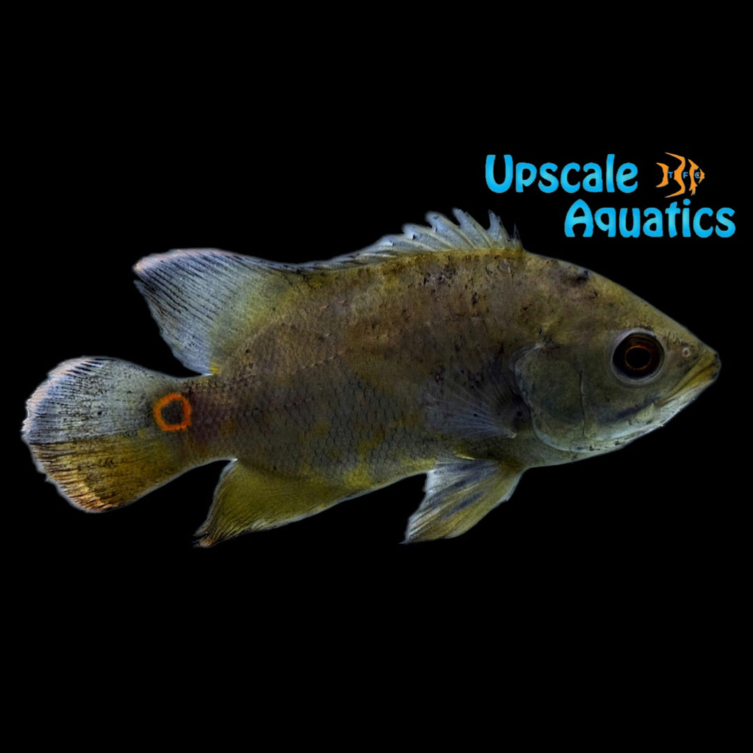 Mikolji's Oscar (Astronotus mikoljii)