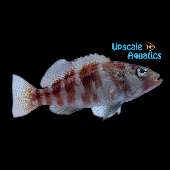 West African Peppermint Basslet (Serranus pulcher)