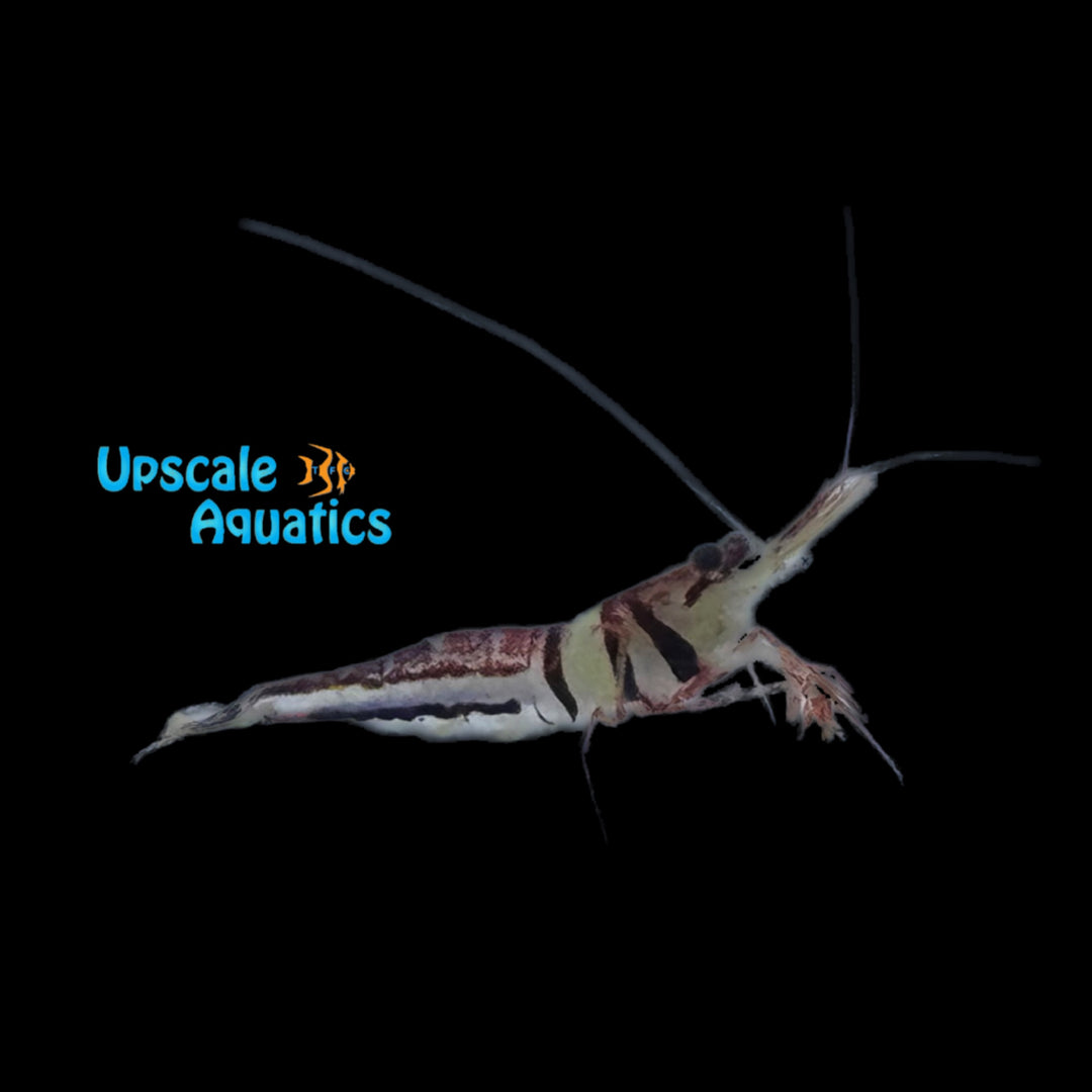 Sulawesi Harlequin Shrimp (Caridina woltereckae)
