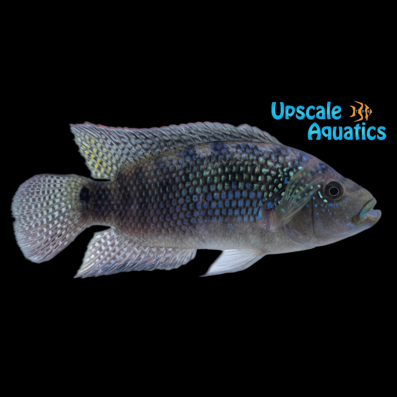 Jack Dempsey Cichlid (Rocio octofasciata) – Upscale Aquatics