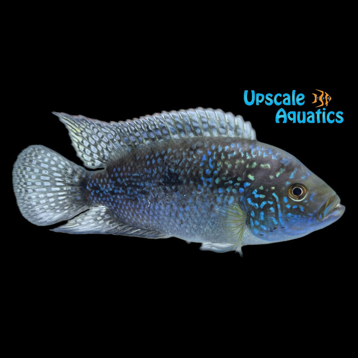 Jack Dempsey Cichlid (Rocio octofasciata)