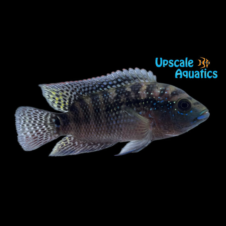 Jack Dempsey Cichlid (Rocio octofasciata)