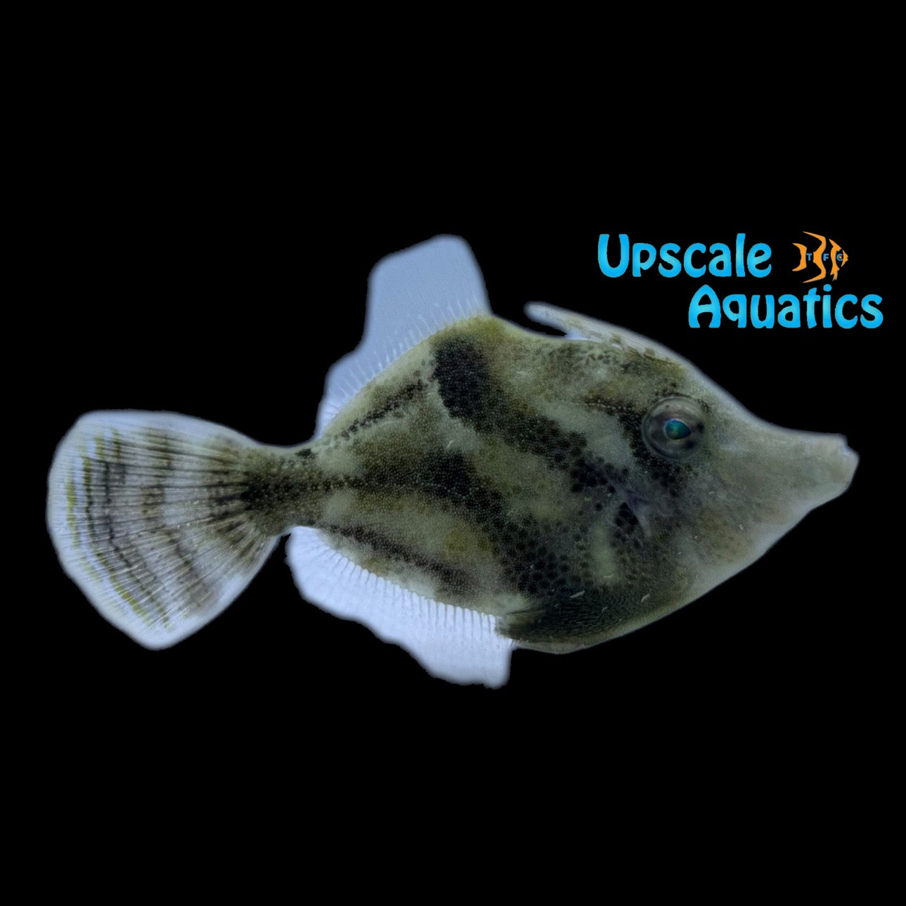 Fanbelly Filefish (Monacanthus chinesis) – Upscale Aquatics